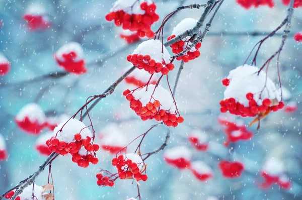 Snow-covered red rowan — Stock Photo, Image