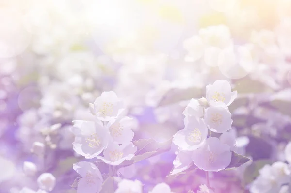 Ljus blommig bakgrund — Stockfoto