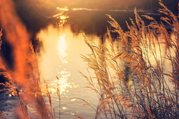 gün batımında Reed