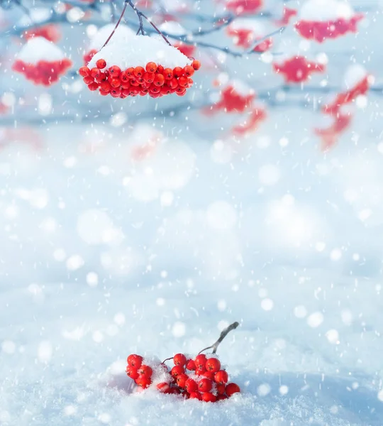 Template rowan in the snow — Stock Photo, Image