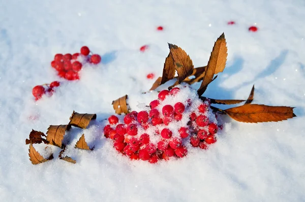 Суничні ягоди на снігу — стокове фото