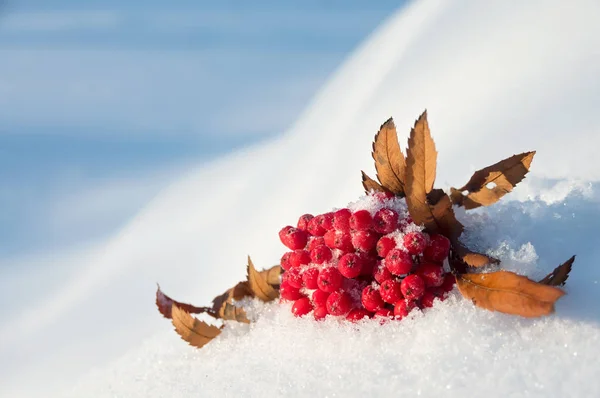 Κόκκινη κουκουβάγια στο χιόνι — Φωτογραφία Αρχείου