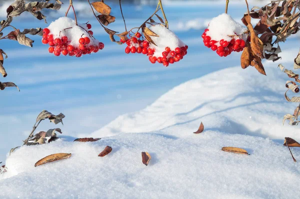 Bunches of rowan in the snow — Stock Photo, Image