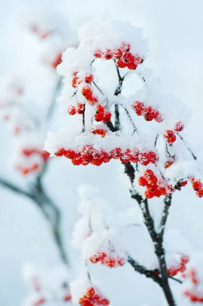 Vogelbeeren im Frost — Stockfoto