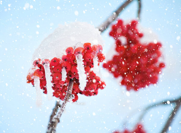 Frozen rowan berries