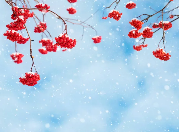 Rowan against the sky — Stock Photo, Image