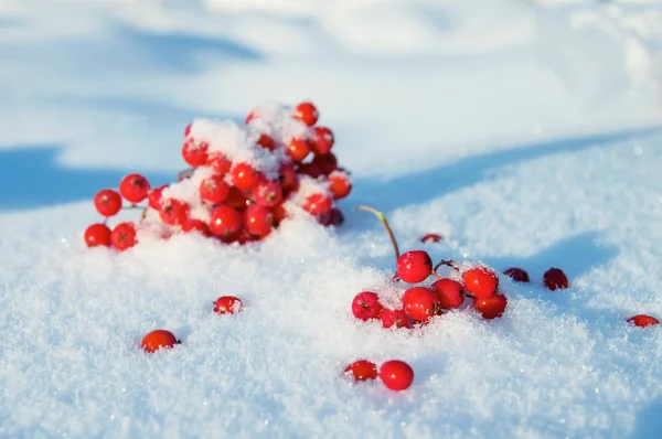 Bunches of rowan in the snow Stock Photo