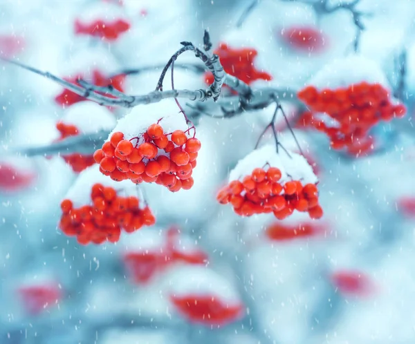 Red rowan in the snow — Stock Photo, Image