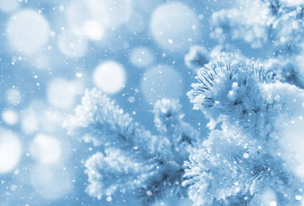 Winter bright background. — Stock Photo, Image