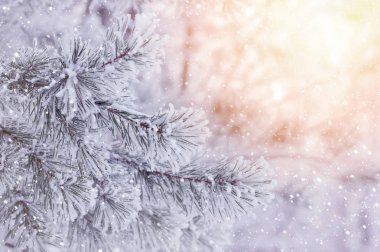 Hoarfrost çam dalı