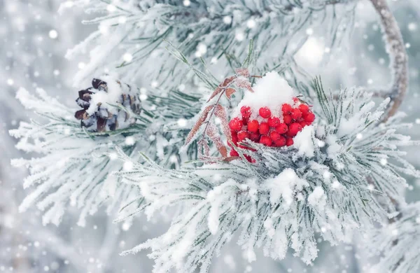 Χειμώνα φόντο με το κλαδί πεύκου καλυμμένα με χιόνι. — Φωτογραφία Αρχείου
