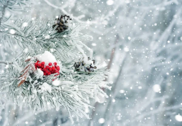 Red frozen rowan on  branch of pine. — Stock Photo, Image
