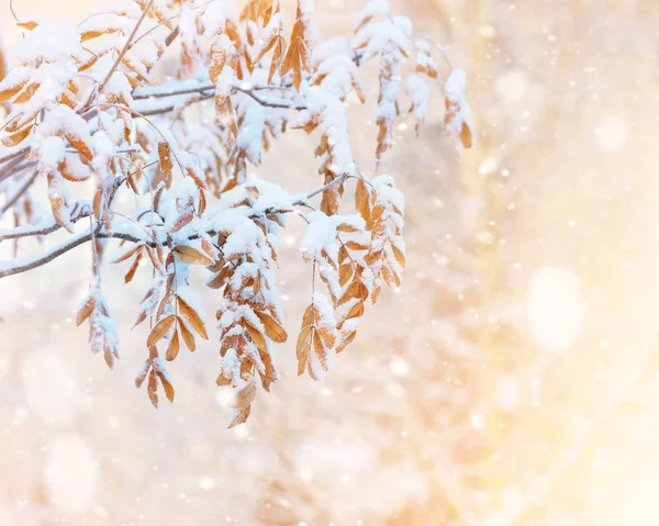 Листья в снегу — стоковое фото