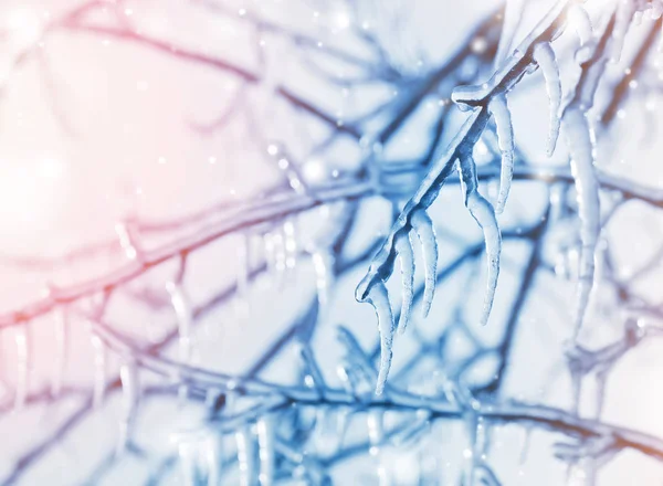 Buz sarkıtları dalları ağaç üzerinde — Stok fotoğraf