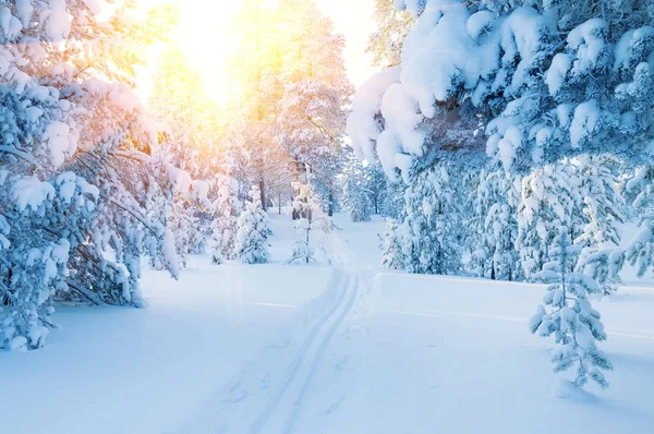 Colorful sunset in the snowy forest.