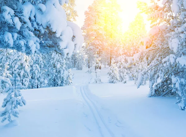 Színes naplementét a havas erdőben. — Stock Fotó
