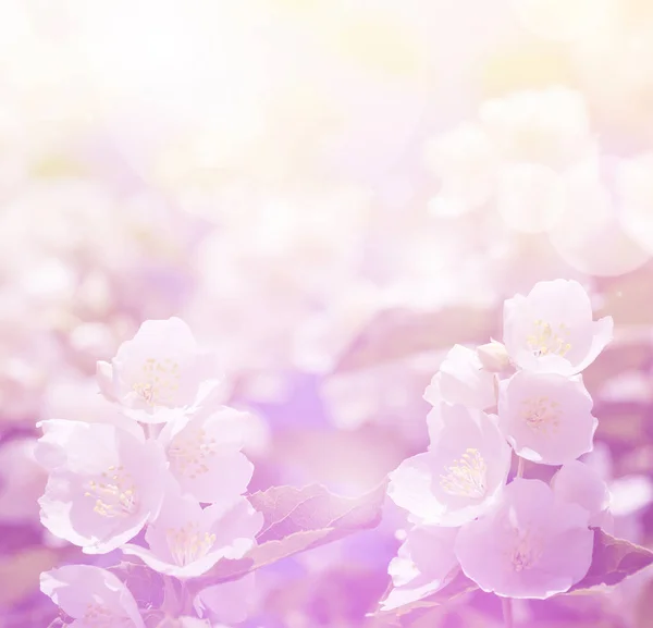 Spring gentle background — Stock Photo, Image