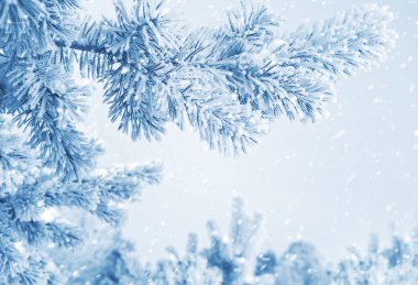 dal hoarfrost içinde