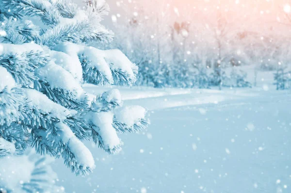 Landschap met sneeuw bedekte bomen — Stockfoto