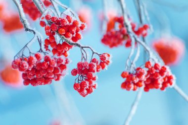 Rowan hoarfrost içinde