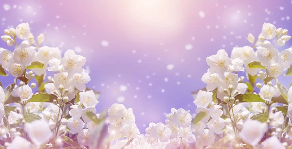 Spring gentle background — Stock Photo, Image