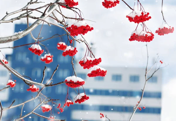 雪のナナカマド — ストック写真