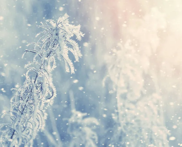 Hoarfrost içinde bitki — Stok fotoğraf