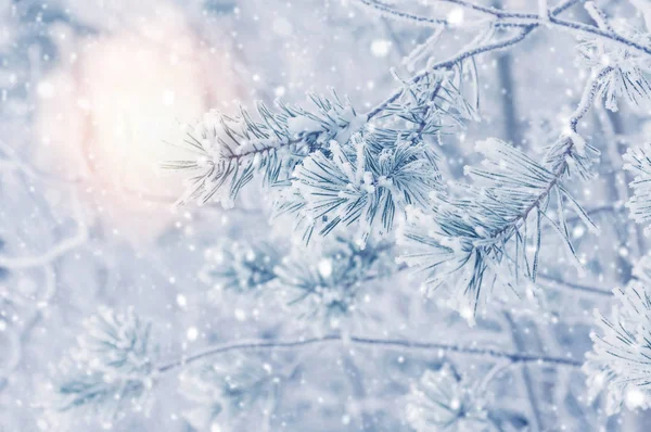겨울 밝은 배경. — 스톡 사진