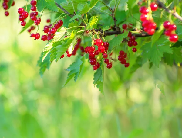 Branche de groseilles rouges — Photo