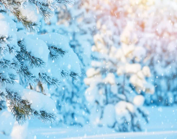 Bosque de pino cubierto de nieve — Foto de Stock