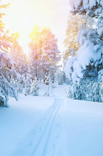 Colorido atardecer en el bosque nevado . — Foto de Stock