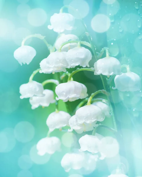 부드러운 봄 꽃 배경. — 스톡 사진