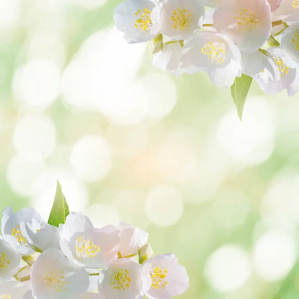 봄 부드러운 배경 — 스톡 사진