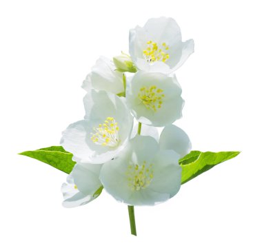 yasemin beyaz zemin üzerine