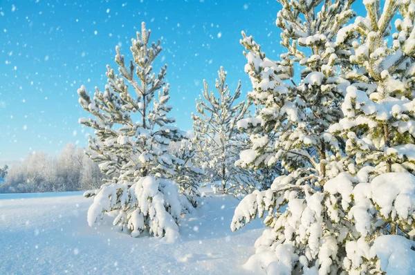 Hóval borított fenyőfák — Stock Fotó