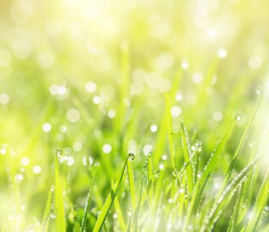 çimen çiy damlaları