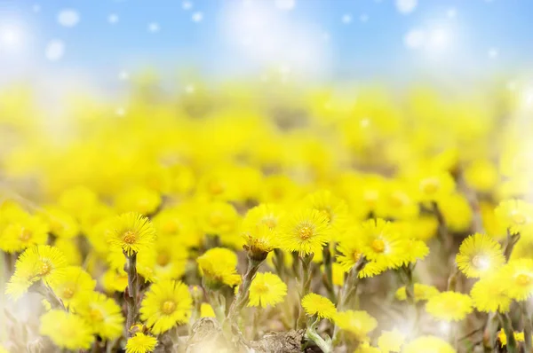 Flowering mother and stepmother — Stock Image Flowering mother and stepmother Stock Photo