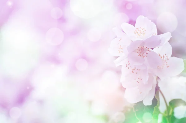 Spring gentle background