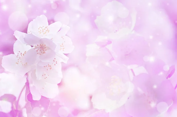 Spring gentle background — Stock Photo, Image