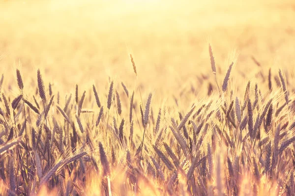 Ripe ears of wheat — Stock Photo, Image