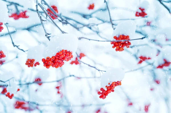 Пучки rowan в снегу — стоковое фото