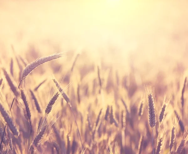 Field of ripe wheat — Stock Photo, Image