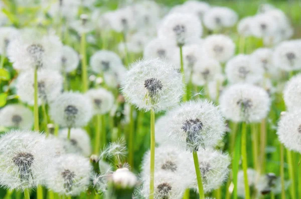 Fluffy beautiful dandelions — Stock Photo, Image