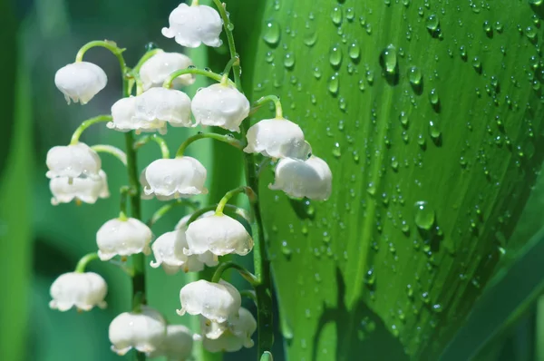 Beautiful lily of the valley. — Stock Photo, Image