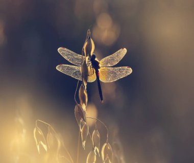 Yusufçuk yulaf batımında üzerinde