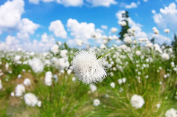 Zomer heldere landschap — Stockfoto