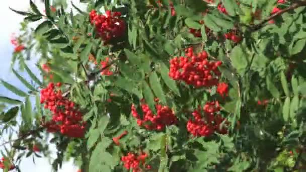 Kırmızı Rowan şube — Stok video