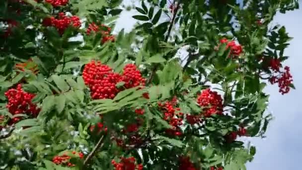 Zweige der Roten Eberesche — Stockvideo
