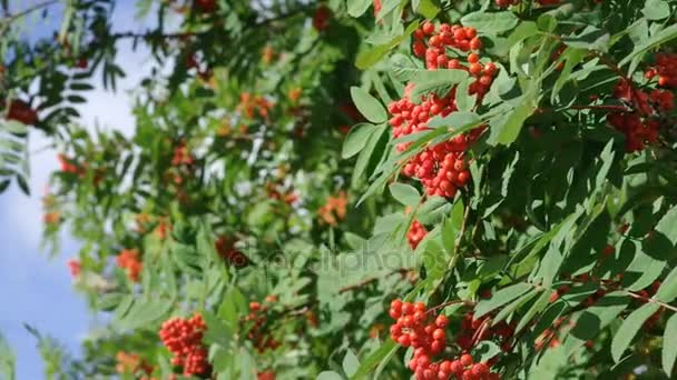 Rote Beeren der Eberesche — Stockvideo