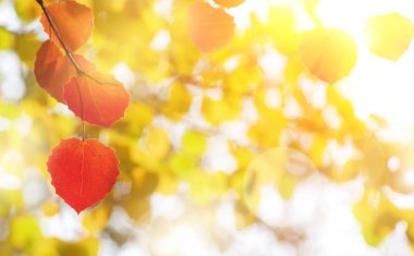 Doğal parlak arka plan 